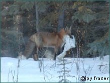 Bild jagender Fuchs