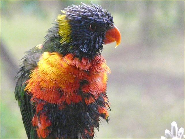 Birds 10, Australien