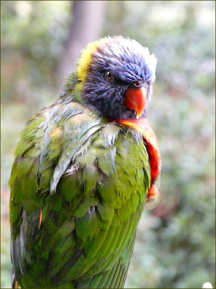 Birds 11, Australien