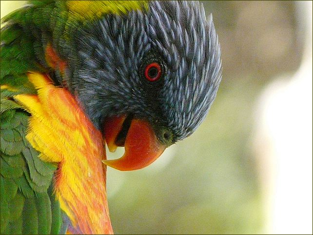 Birds 5, Australien