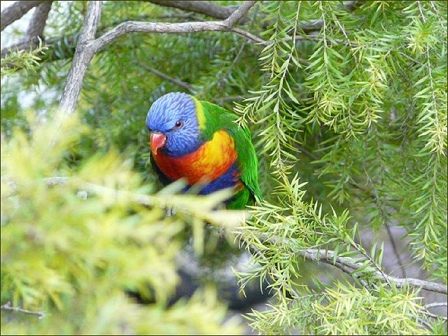 Birds 9, Australien