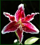Lily Flower