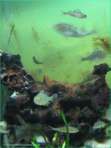 In Aquarium 1