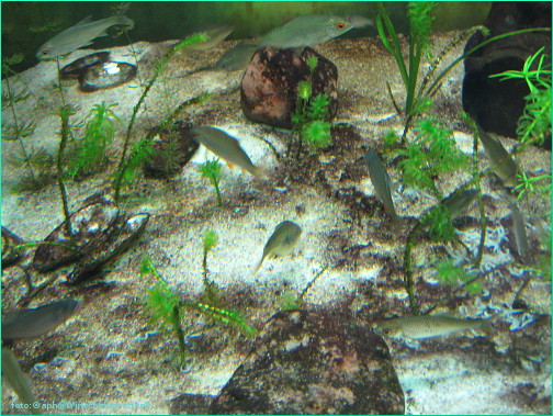 In Aquarium 11, Link to pic 12