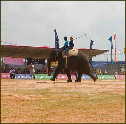 Elefantenpolo 2