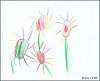 Blume I