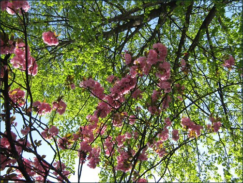 Frühling16 - Frühlingsblütenblätterdach