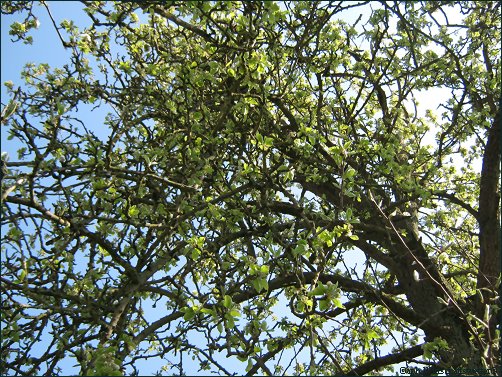 Frühling18 - Obstbaum im April