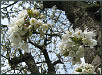 Frühling 25 - Kirschblüte