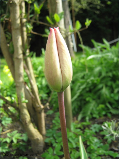 Frühling 36 - Tulpe geschlossen