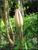 Frühling 36 - Tulpe
