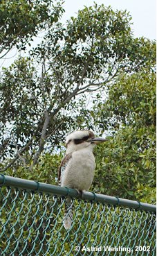 Kookaburra, Link Fotogalerie Birdland
