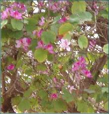 Blühender Baum in Israel