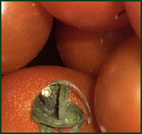 Tomaten 4