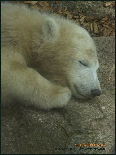 Eisbären-Nachwuchs 2, Tierpark