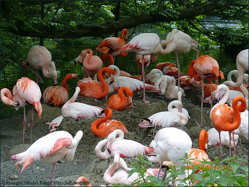 Flamingos, Tierpark