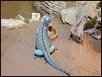 Reptil (Blauer Zwerggecko)