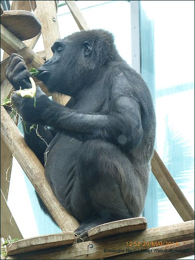 Schimpanse, Tierpark