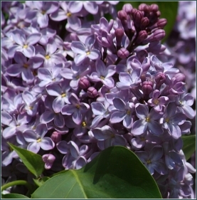 Lilac, Blumen