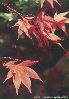Foto Rote Blätter
