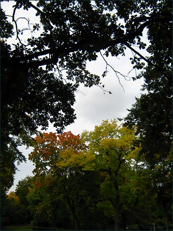 Blick durch Bäume, Autumn Colours
