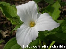 Weiße Blume